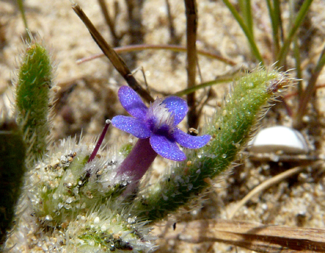 Hormuzakia aggregata (=Anchusa aggregata)/Buglossa siciliana